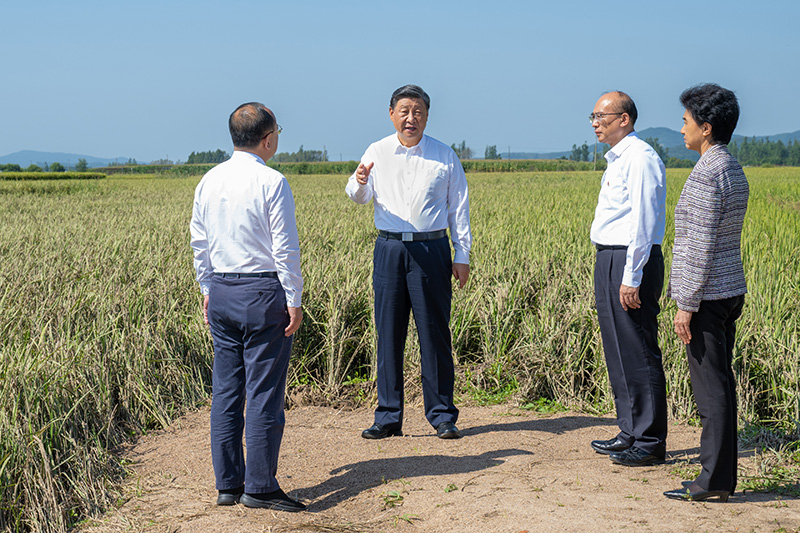 9月6日至8日，中共中央总书记、国家主席、中央军委主席习近平在黑龙江考察。这是7日上午，习近平在遭受洪涝灾害的哈尔滨尚志市老街基乡龙王庙村，察看水稻受灾情况。